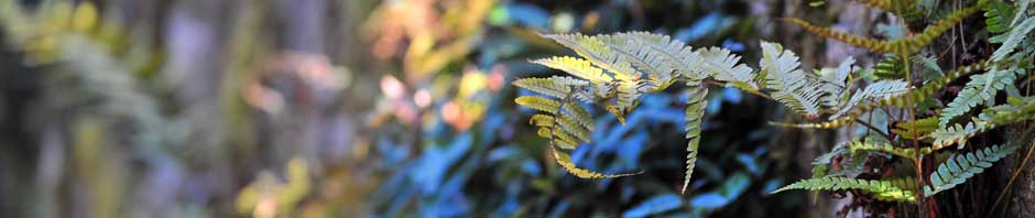 筑波大学 微生物育種工学研究室